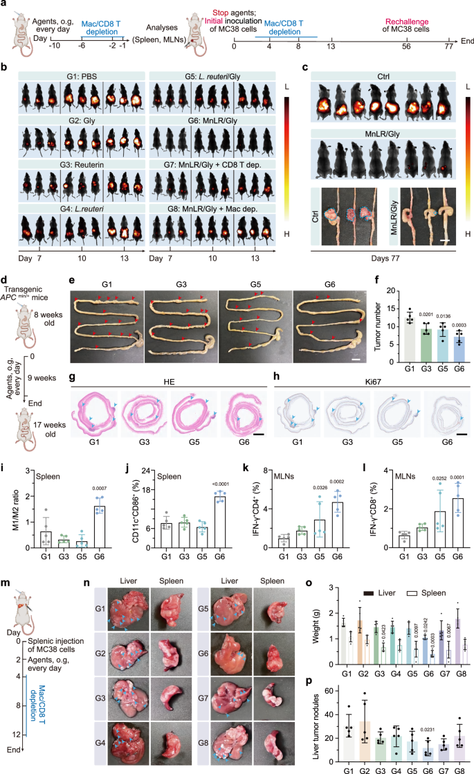 Fig. 7: In vivo prevention of primary colon tumor occurrence and metastasis.