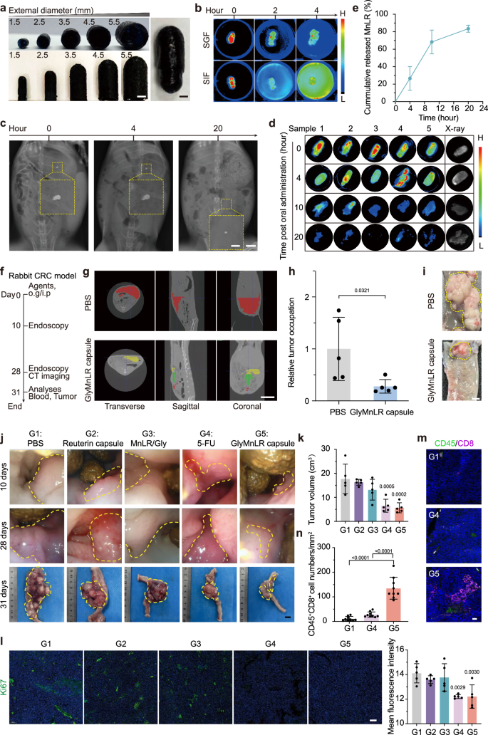 Fig. 8: Characterization of GlyMnLR capsule and its antitumor efficacy and biosafety in rabbit models.