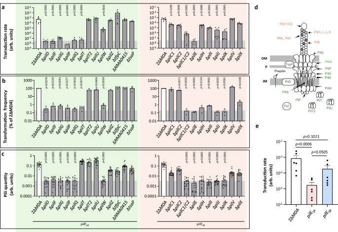 Fig. 1: Involvement of type IV pilus machinery and PilE variants in MDA phage infection.