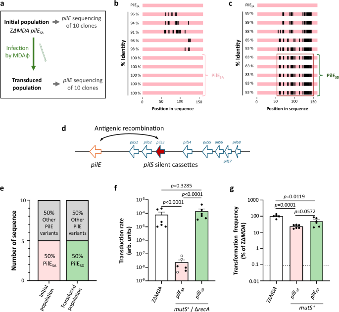 Fig. 2: Antigenic variation of PilE impacts phage transduction.