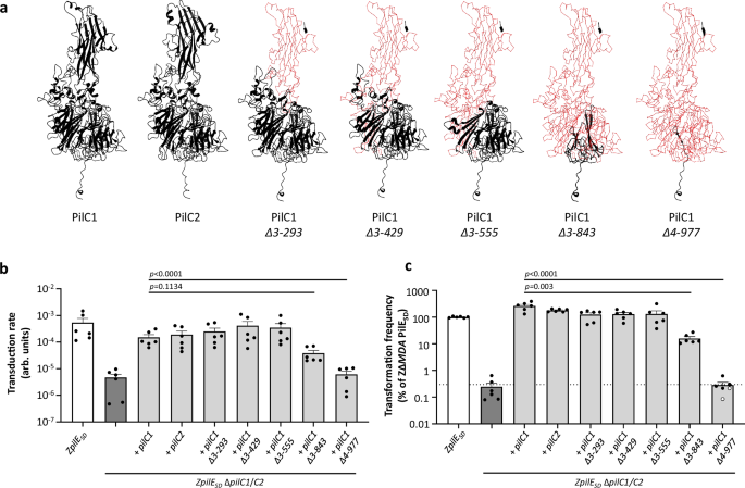 Fig. 3: Interaction between MDA phage and type IV pili.