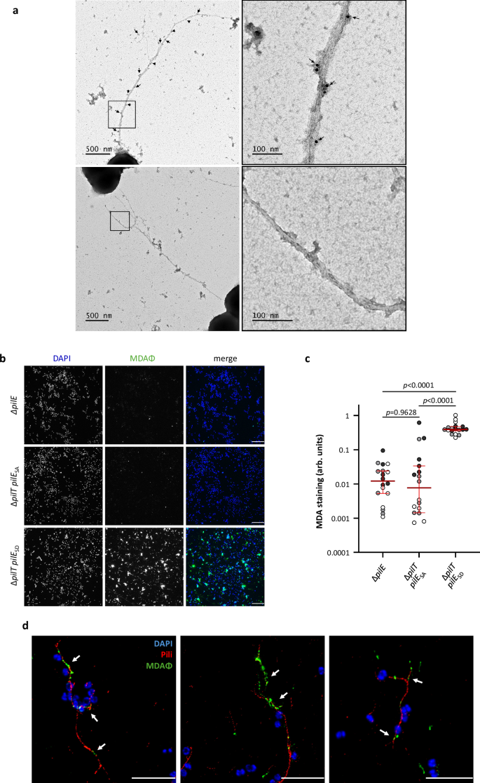 Fig. 4: Interaction between MDA phages and type IV pili.