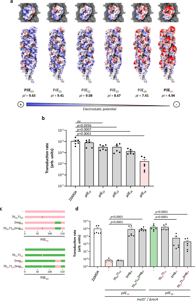 Fig. 5: Phage transduction depends on the charges exposed at the surface of PilE.
