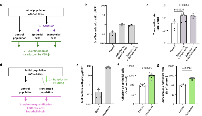Fig. 6: Relationship between adhesion and phage transduction.