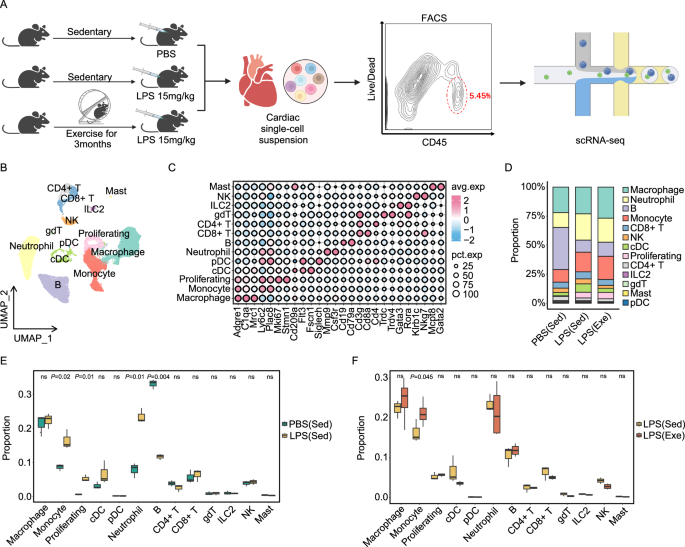 Fig. 2: Voluntary running orchestrates the septic cardiac immune microenvironment.