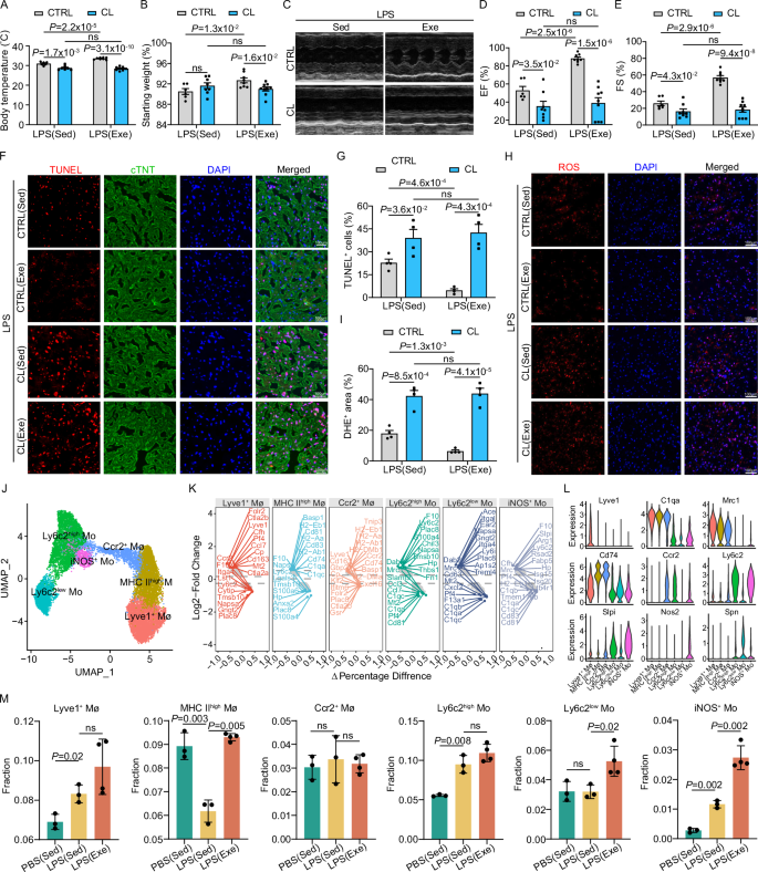 Fig. 3: Voluntary running modulates cardiac monocyte and macrophage subsets in SICM.