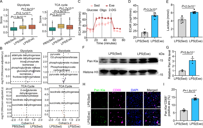 Fig. 5: Exercise boosts glycolysis and subsequent histone lactylation in monocyte-derived macrophages during SICM.