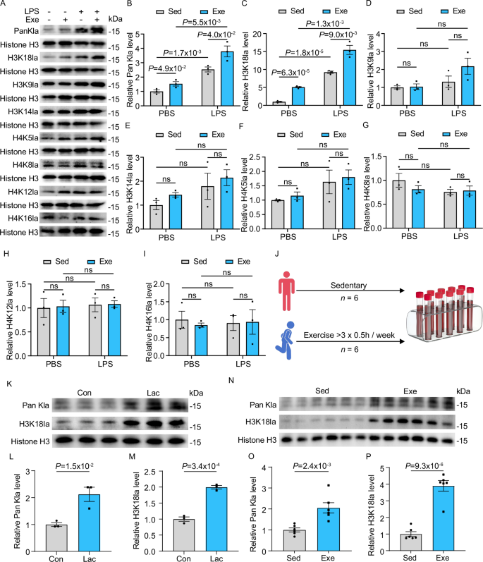 Fig. 7: Exercise enhanced H3K18 histone lactylation in monocytes from both humans and mice.