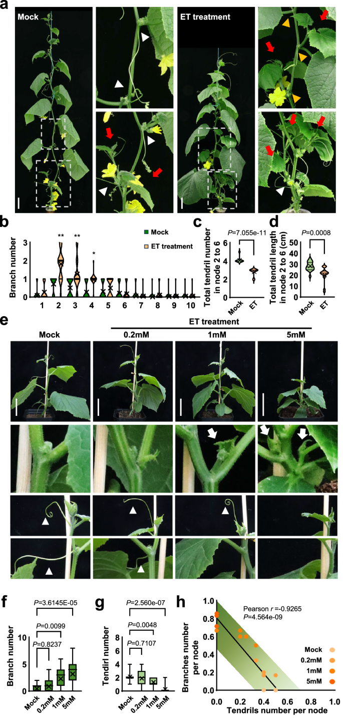 Fig. 1: Ethylene promotes branching but inhibits tendril formation.