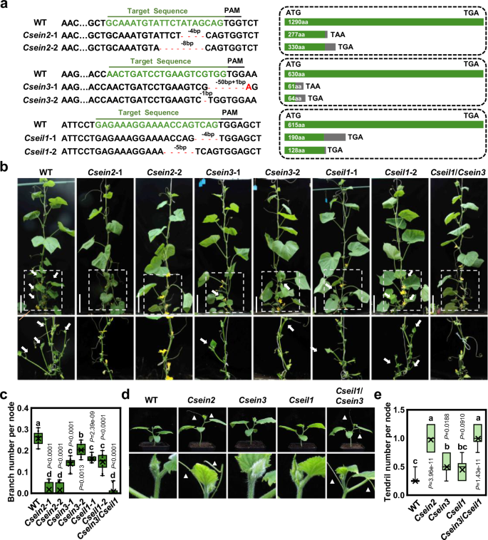 Fig. 2: Ethylene signaling components differentially regulate cucumber branch and tendril development.
