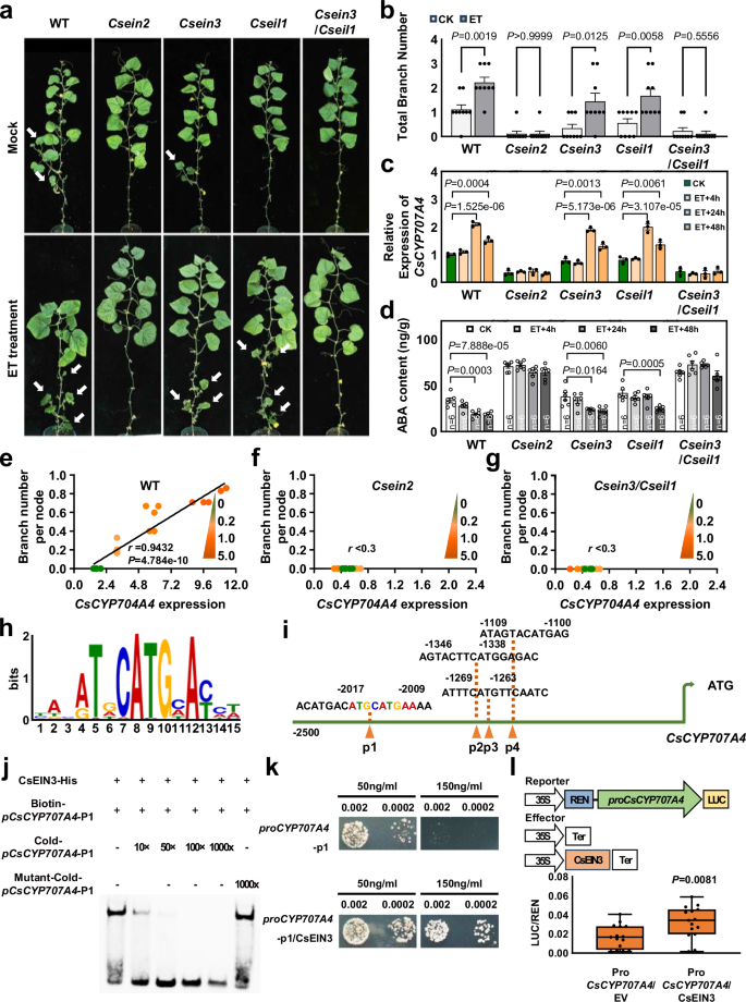 Fig. 4: CsEIN2 and CsEIN3/CsEIL1 induce expression of CsCYP707A4 in branch development.