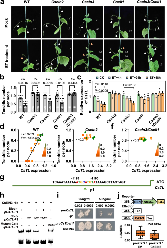 Fig. 5: CsEIN2 and CsEIN3/CsEIL1 inhibit CsTL expression in tendril determination.