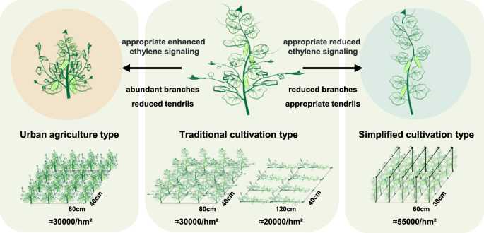 Fig. 6: Development of ideal plant architecture suitable for different cucumber cultivation practices.