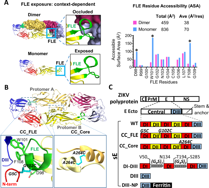 Fig. 1: ZIKV E-based immunogen design.