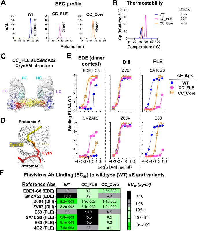 Fig. 2: Biochemical and antigenicity characterization of ZIKV sE mutants CC_FLE & CC_Core.