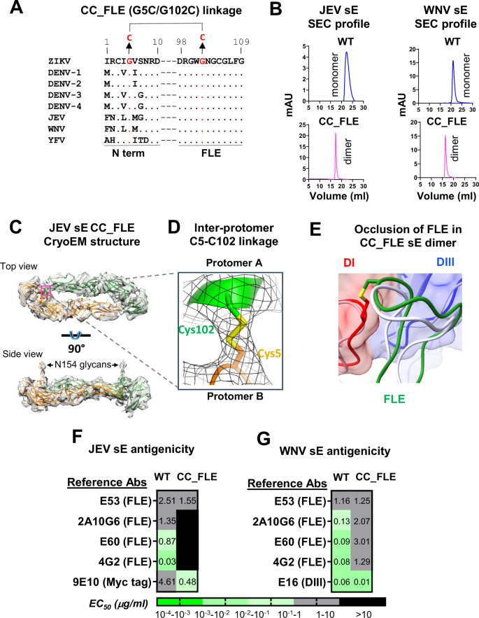 Fig. 3: Biochemical and antigenicity characterization of JEV and WNV CC_FLE sE mutants.