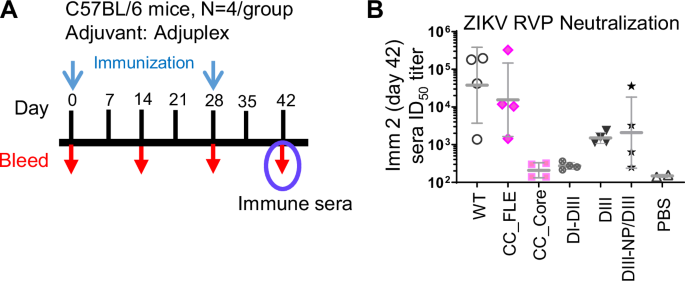 Fig. 4: ZIKV sE immunogen screening in C57BL/6 mice.