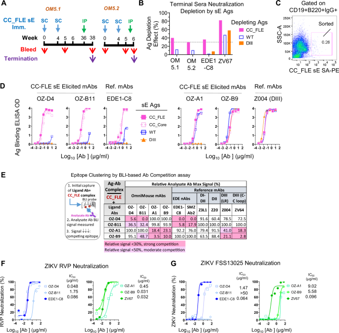 Fig. 7: ZIKV CC_FLE sE stimulates nAb responses in OmniMouse animals expressing naïve human Ig loci, with a substantial portion focused on ZIKV E dimer-specific epitopes.