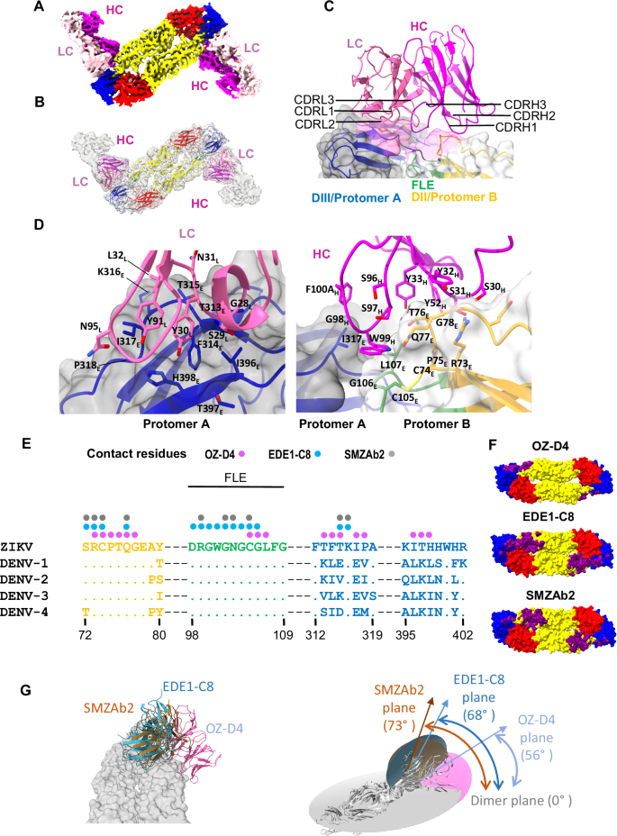 Fig. 8: Cryo-EM structure of OZ-D4 mAb in complex with ZIKV E stabilized dimer CC_Core.