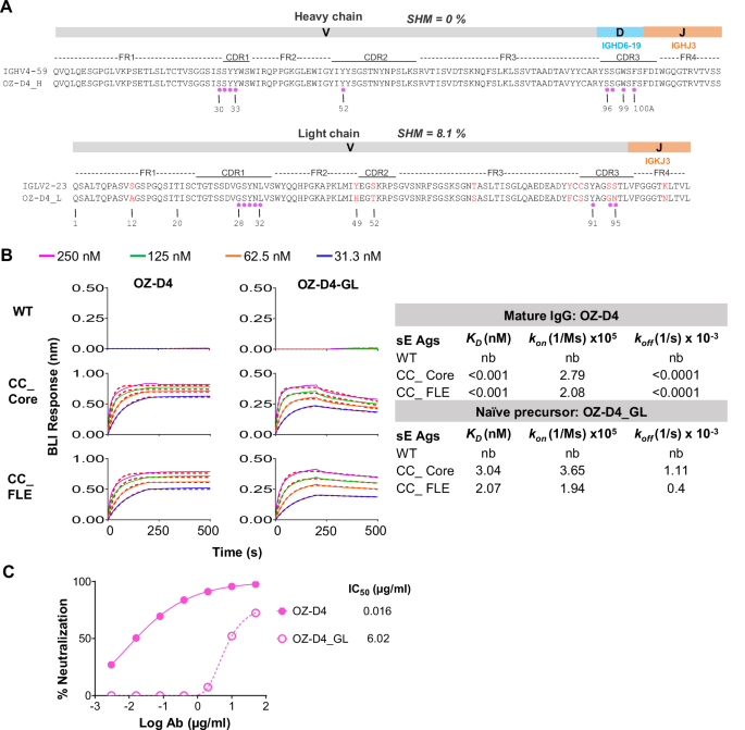 Fig. 9: OZ-D4 HC and LC gene amino acid sequence and clonal affinity maturation.