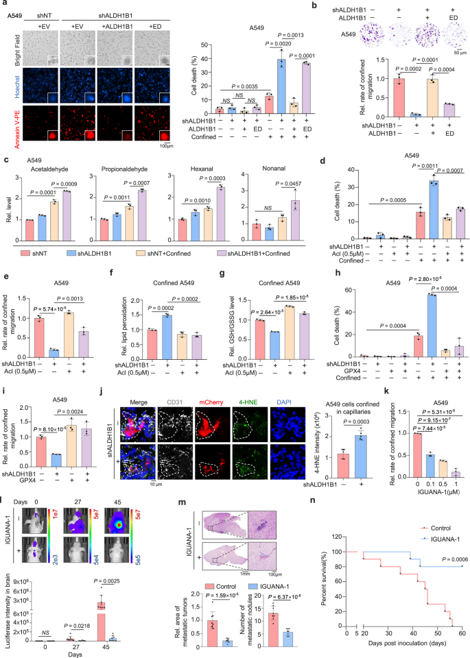 Fig. 2: ALDH1B1 sustains tumor cell survival in confining spaces by detoxifying aldehydes.
