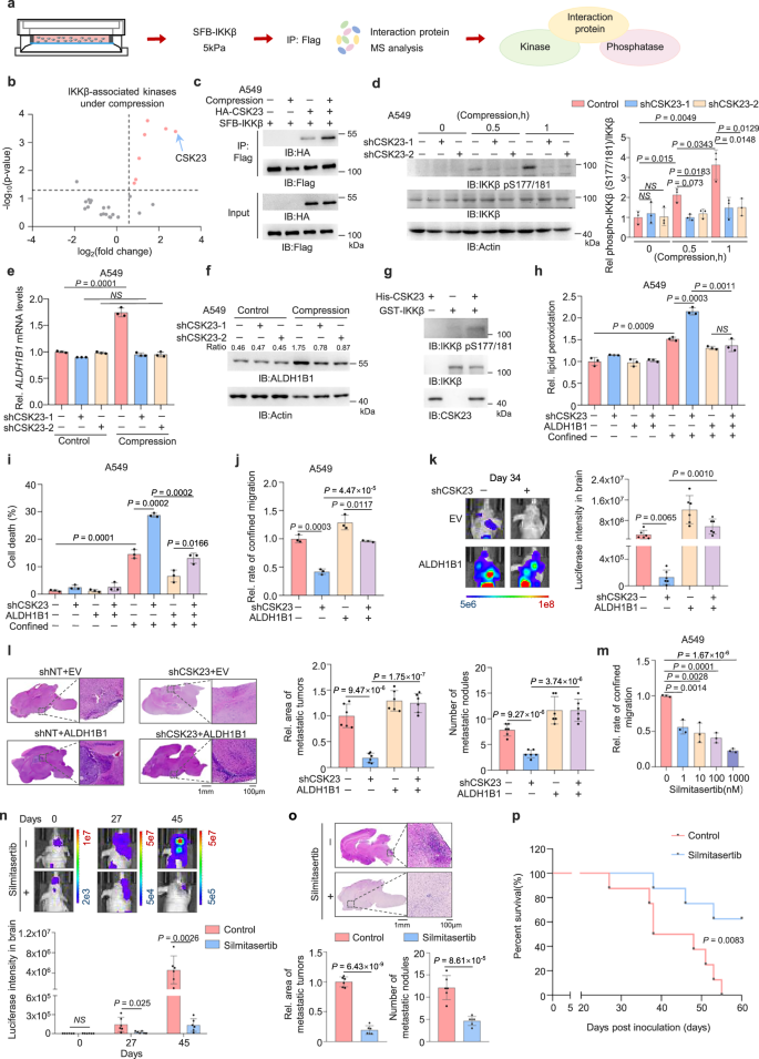 Fig. 6: CSK23 promotes survival of confined cells and distant metastasis by phosphorylating IKKβ.