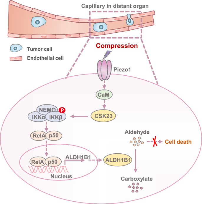 Fig. 8: Schematic model for ALDH1B1-promoted tumor metastasis by sustaining cell survival during confined migration.