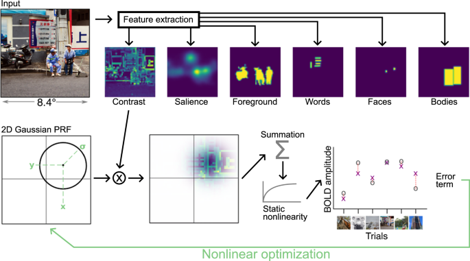 Fig. 1: Identifying stimulus features encoded in voxel responses using population receptive field (pRF) models.