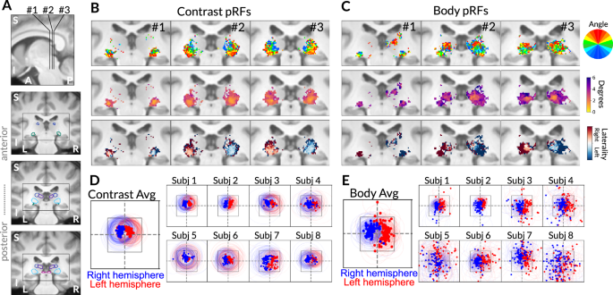 Fig. 3: Spatial coding of low- and high-level visual features in the pulvinar.