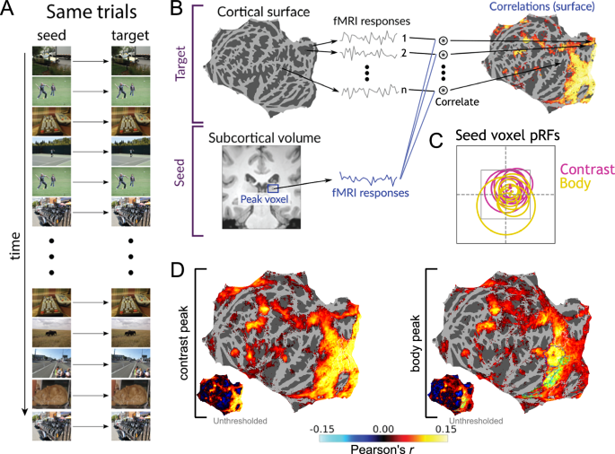 Fig. 4: Contrast- and body-selective pulvinar subregions are co-active with distinct cortical regions.