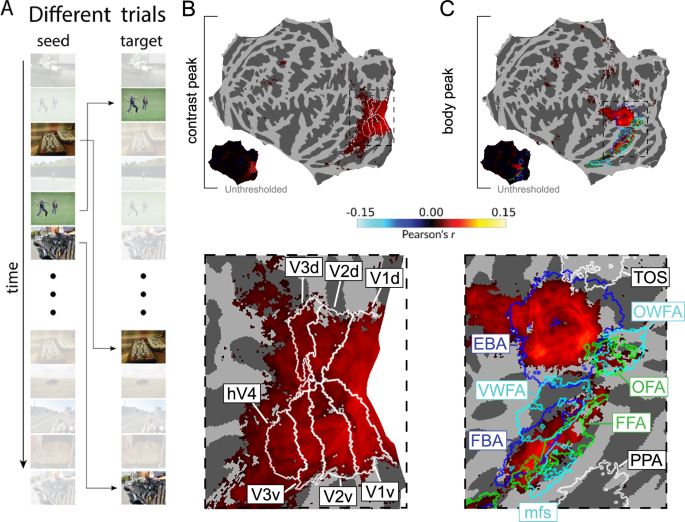 Fig. 5: Different-trials analysis reveals highly specific pulvino-cortical correspondences.