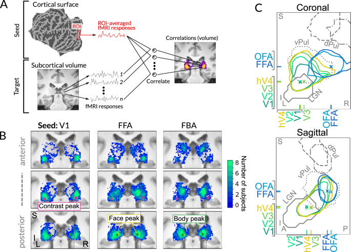 Fig. 6: Progression along ventral cortical hierarchy recapitulated in the pulvinar.