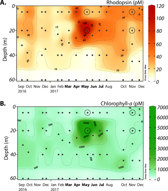 Fig. 2: Monthly distribution of chromophores measured at the San Pedro Ocean Time Series.