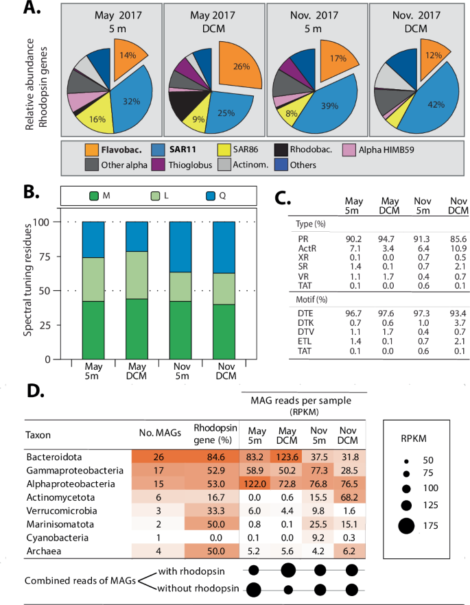 Fig. 5: Rhodopsin gene classification and characteristics.