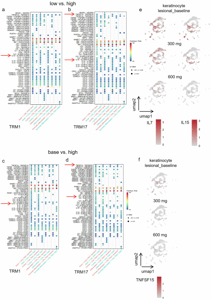 Fig. 6: Risankizumab disrupts the persistence of CD8+ TRM cells through interference with the IL-7 and IL-15 signaling.