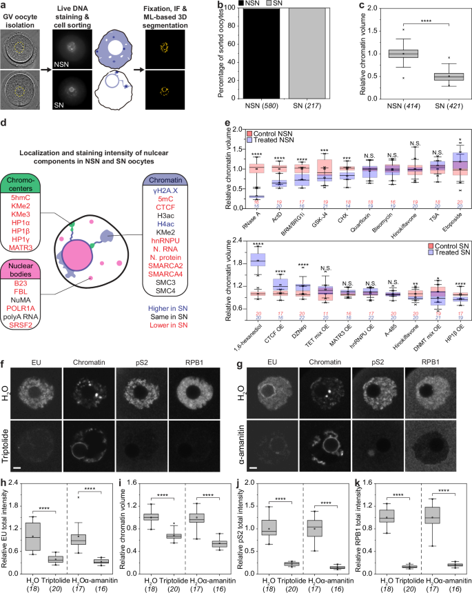 Fig. 1: RNAPII inhibitors ectopically induce RNAPII degradation and NSN-to-SN transition in mouse oocytes.