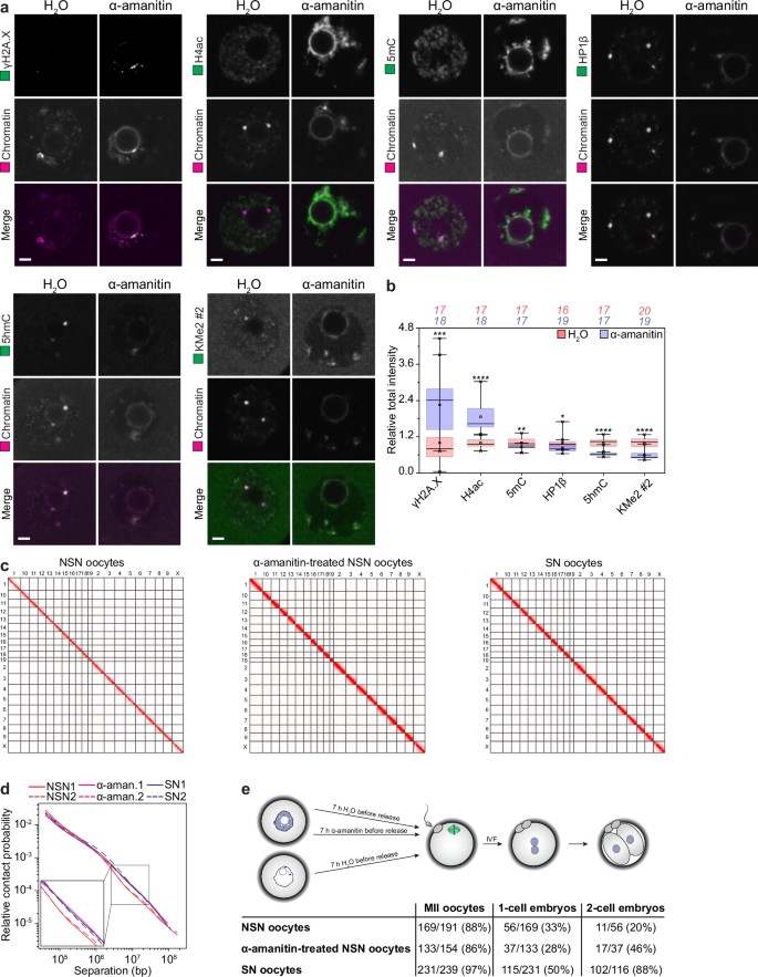 Fig. 2: Induced SN-like nuclei recapitulate epigenetic features, chromatin interactions and developmental potential in SN oocytes.