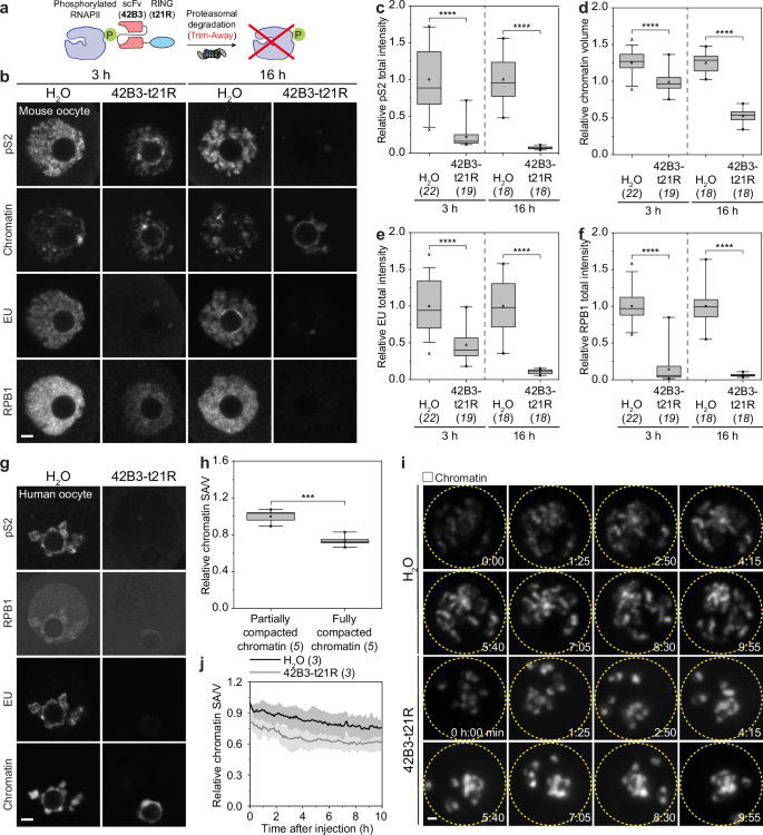 Fig. 3: Targeted degradation of RNAPII is sufficient to induce NSN-to-SN transition in mouse and human oocytes.