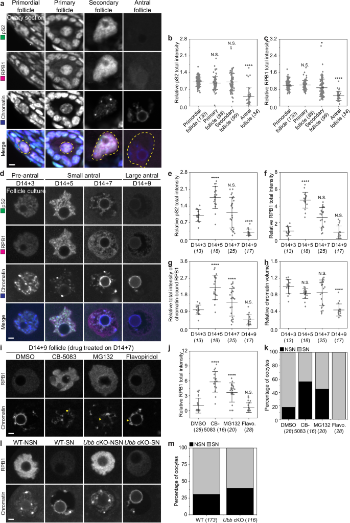 Fig. 4: RNAPII degradation is necessary for NSN-to-SN transition in vivo.