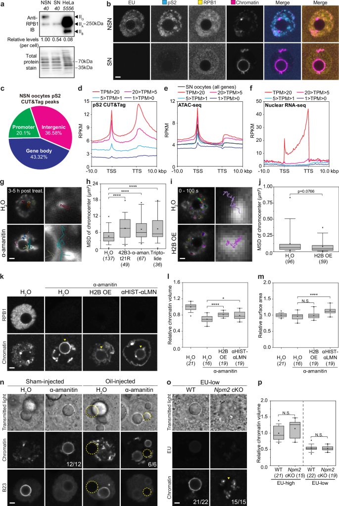 Fig. 5: RNAPII degradation strips chromatin-bound RNAPII and induces a global collapsing force and a local attractive force required for NSN-to-SN transition to take place.