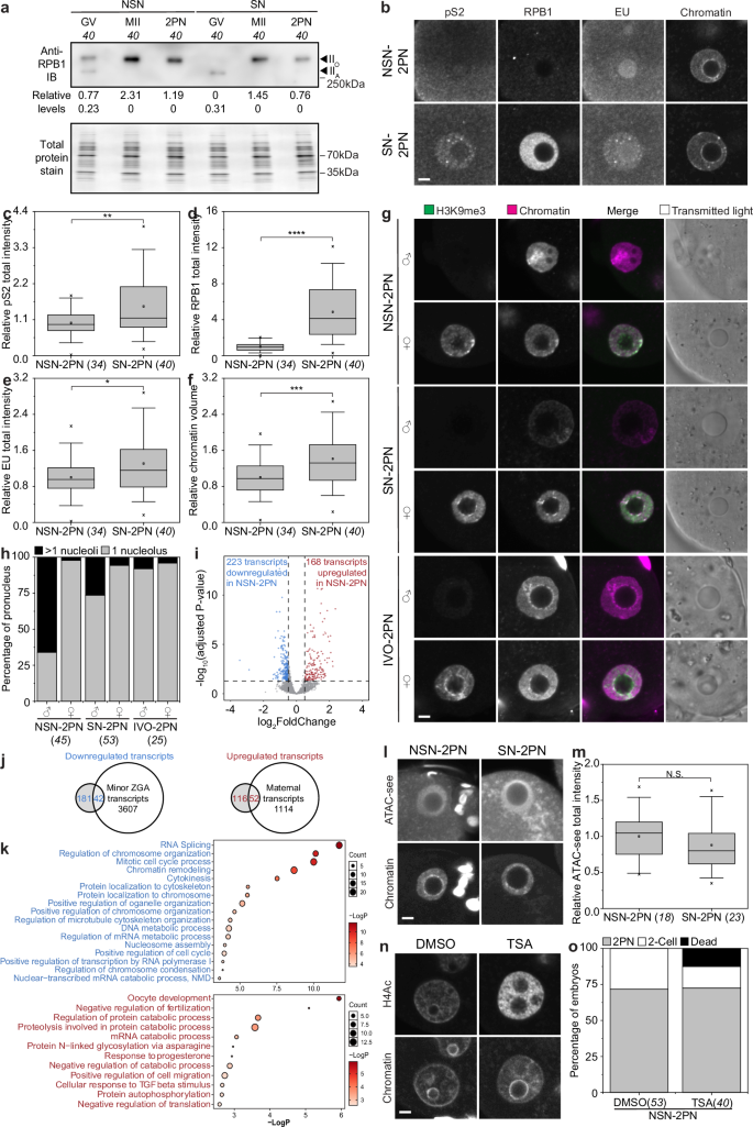 Fig. 6: Embryos derived from NSN oocytes have aberrant RNAPII levels and localization, and are defective in maternal-to-zygotic transition.