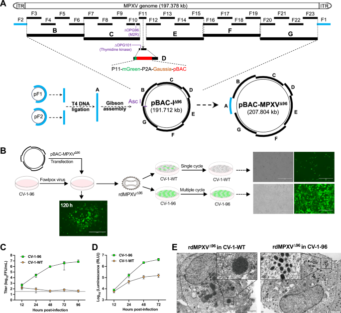 Fig. 1: Assembly of the MPXV genome lacking OPG96 (M2R) to generate replication-defective particles.
