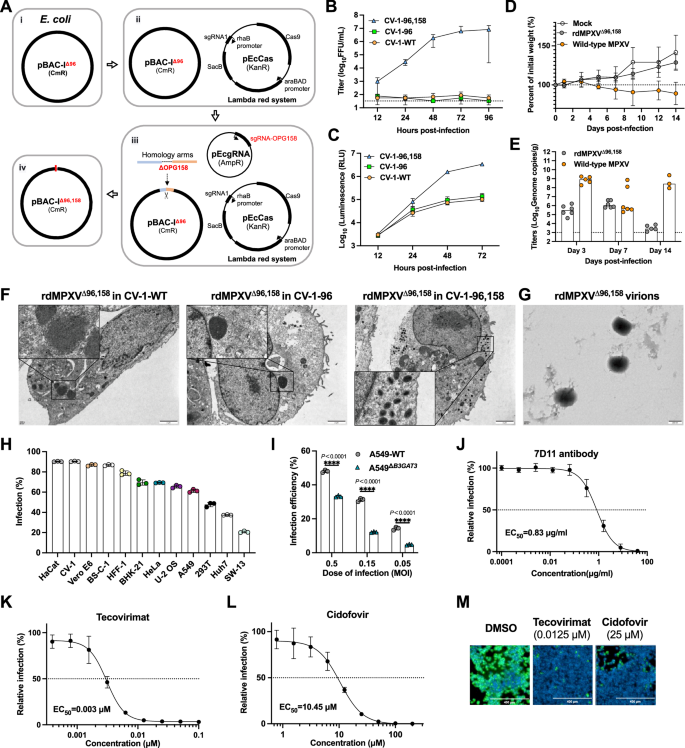 Fig. 2: Construction and characterization of replication-defective MPXV particles with dual deletions of OPG96 (M2R) and OPG158 (A32.5 L).