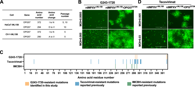 Fig. 5: Identification of G243-1720-resistant mutations in OPG57 (gene F13L) of MPXV.