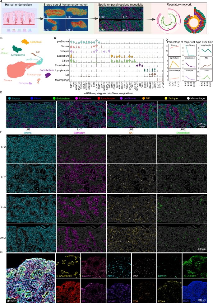 Fig. 1: Constructing a single-cell spatiotemporal transcriptomic atlas of human endometrial receptivity by integrating Stereo-seq and scRNA-seq.