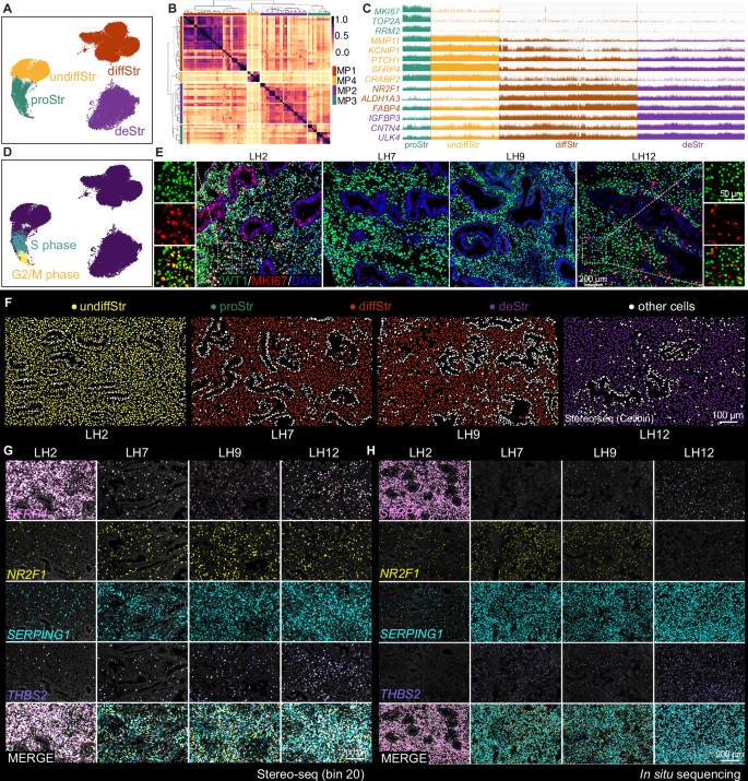 Fig. 2: Spatial identification and visualization of stroma in human endometrium using Stereo-seq and scRNA-seq.