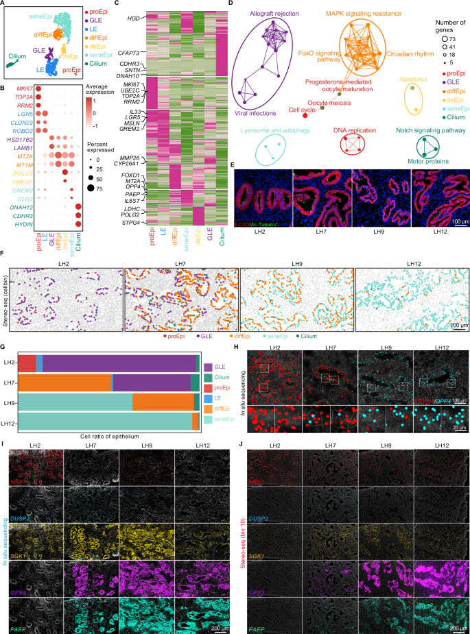 Fig. 4: Spatial identification and visualization of endometrial epithelial cells during receptivity establishment.