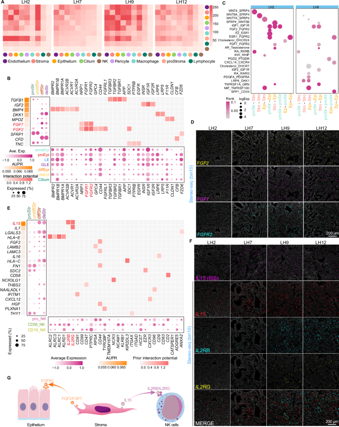 Fig. 7: Spatiotemporal analysis resolves the dominant role of stroma in mediating spatial communication with other cell types.