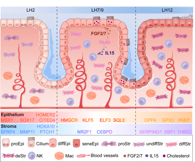 Fig. 8: Spatiotemporal transcriptome dynamics of endometrial transformation across the implantation window.