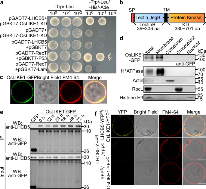 Fig. 1: OsLIKE1 interacts with LHCB5 on the plasma membrane.